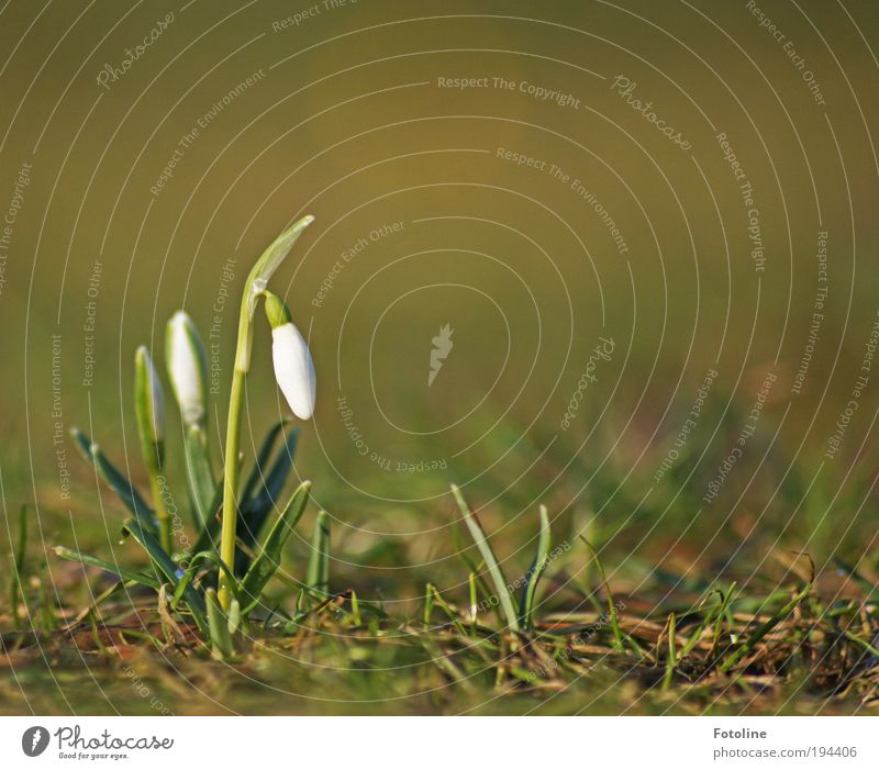 snowdrops Environment Nature Landscape Plant Elements Earth Spring Climate Weather Beautiful weather Flower Grass Leaf Blossom Park Meadow Fragrance Fresh