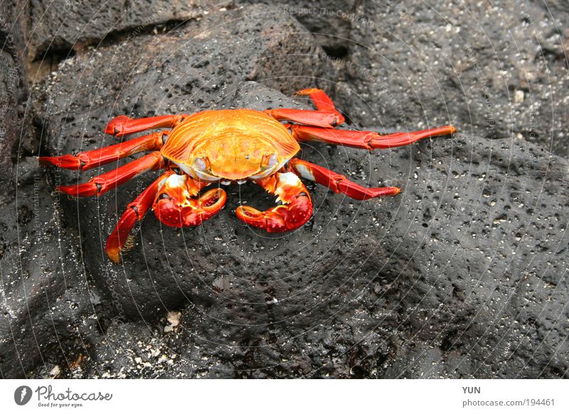 Red cliff crab Nature Animal Rock Beach Ocean Stone Galapagos islands Ecuador South America Wild animal Shrimp 1 Crawl Lie Sit Esthetic Exceptional Authentic