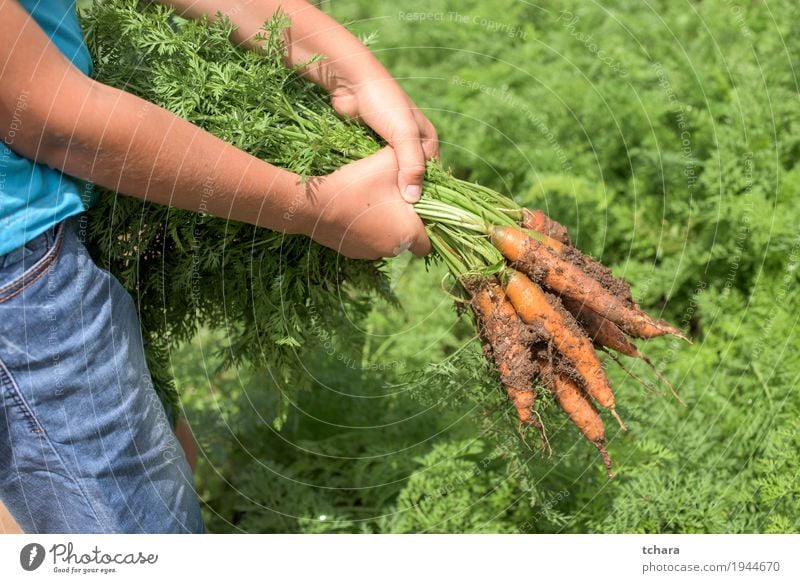 Carrots in a vegetable garden Vegetable Vegetarian diet Garden Gardening Nature Plant Leaf Growth Dirty Fresh Natural Green Organic Farm healthy food Harvest