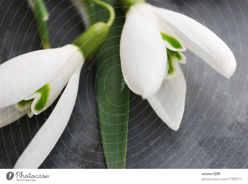 Spring Love. Environment Nature Plant Esthetic Spring fever Spring flower Spring day Spring celebration Spring colours Snowdrop Spring flowering plant White