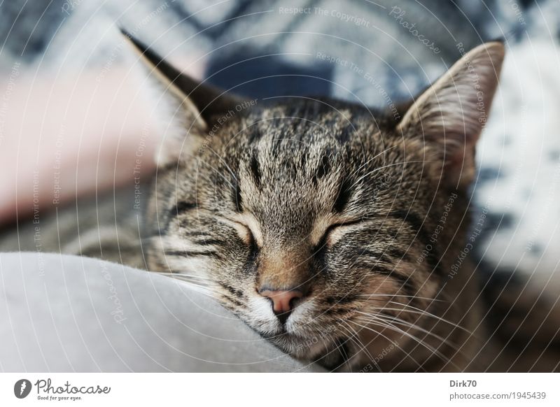 Sweet, soft and lazy Wellness Relaxation Meditation Living or residing Flat (apartment) Hand Legs 1 Human being Sunlight Beautiful weather Animal Pet Cat
