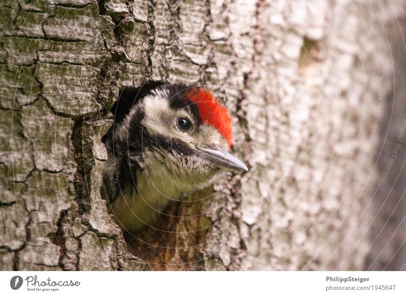 Little spotted woodpecker looks out of his tree hollow Nature Tree Forest Feeding Communicate Healthy Sustainability Natural Curiosity Cute Appetite Animal Beak