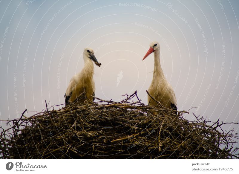 nest warmth Sky Wild animal Stork 2 Pair of animals Nest Observe Feeding Authentic naturally Above Protection Safety (feeling of) Together Love of animals Life