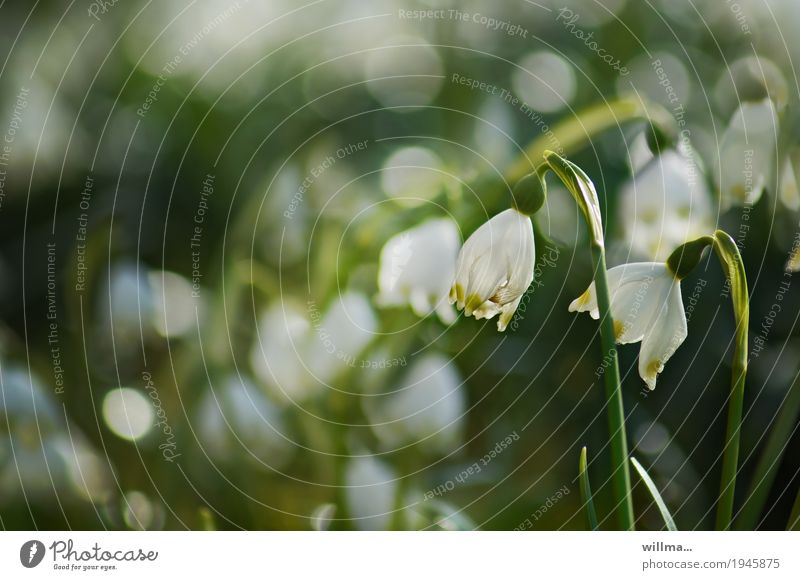 a cup of march, please. Spring Spring snowflake Spring flowering plant Spring day Green White Colour photo Exterior shot