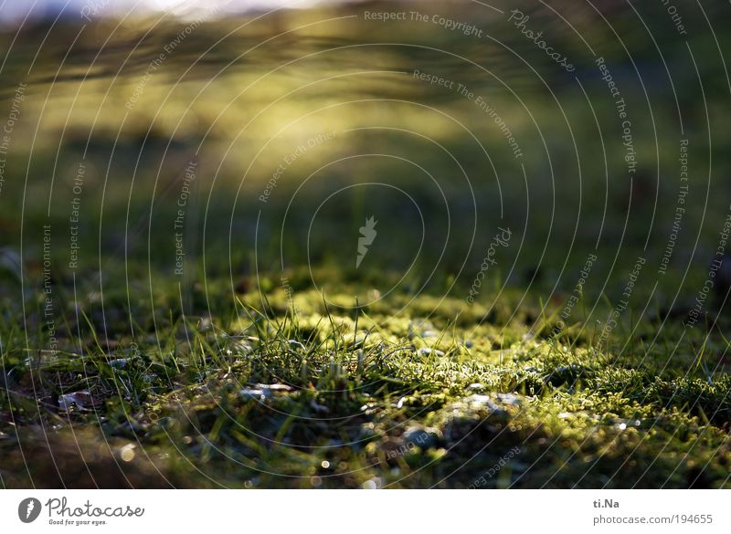 Light in sight Environment Nature Landscape Animal Plant Grass Moss Park Meadow Illuminate Growth Bright Natural Yellow Green Contentment Colour photo