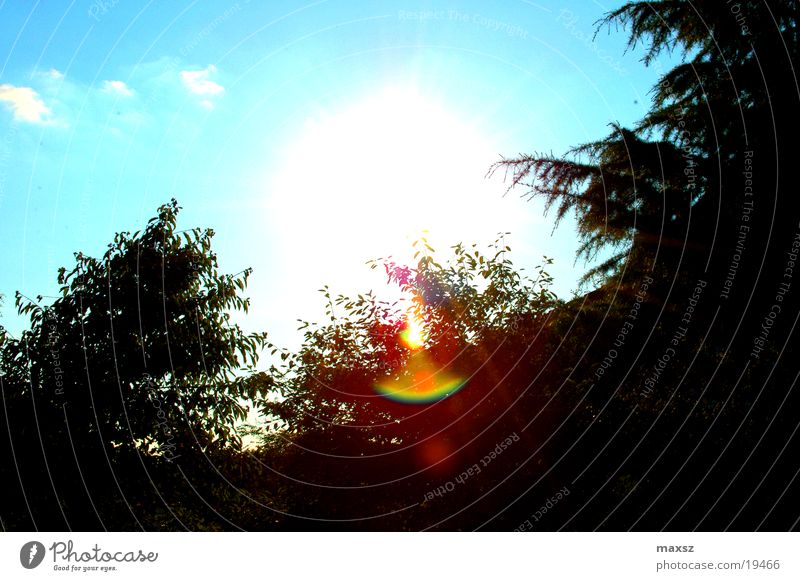 sunshine in your heart Sun Summer Tree Forest Clouds Garden Sky Blue Lens flare