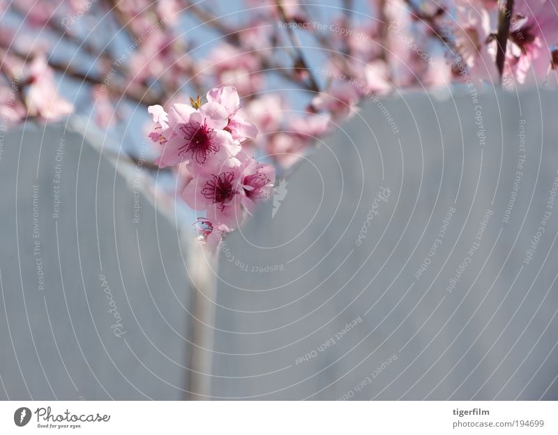 cherry blossom peeks cherry; tree; blossom; pink; fence; white; nature; branch; bloom; spring; springtime Beautiful pretty Peak Close-up Flower stem