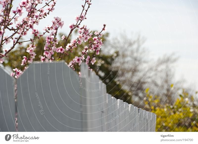 cherry blossom branches over the fence cherry; tree; blossom; pink; fence; white; nature; branch; bloom; spring; springtime Beautiful pretty Peak Close-up