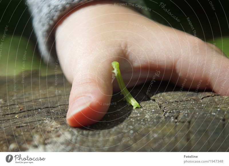 Contact Feminine Child Girl Infancy Skin Hand Fingers 1 Human being Environment Nature Animal Summer Beautiful weather Garden Worm Small Natural Green