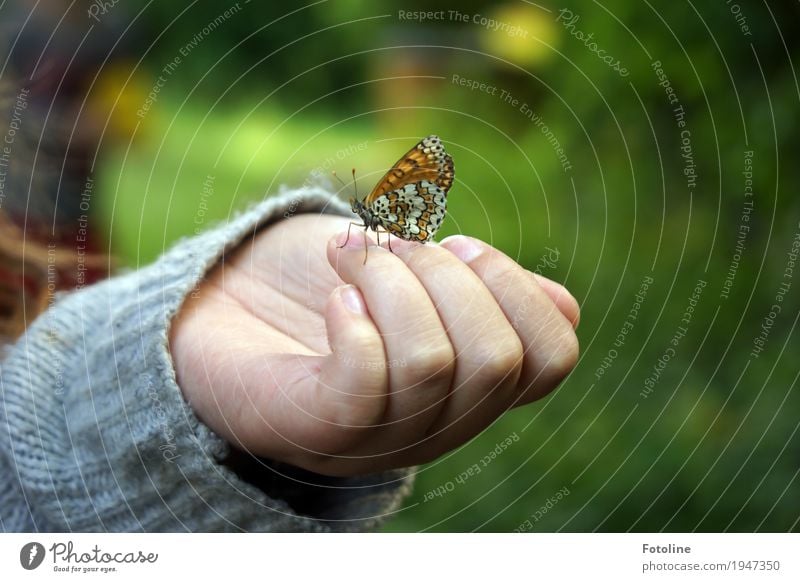 Small visitor Human being Feminine Child Girl Infancy Skin Hand Fingers 1 Environment Nature Animal Summer Garden Butterfly Wing Free Bright Near Natural