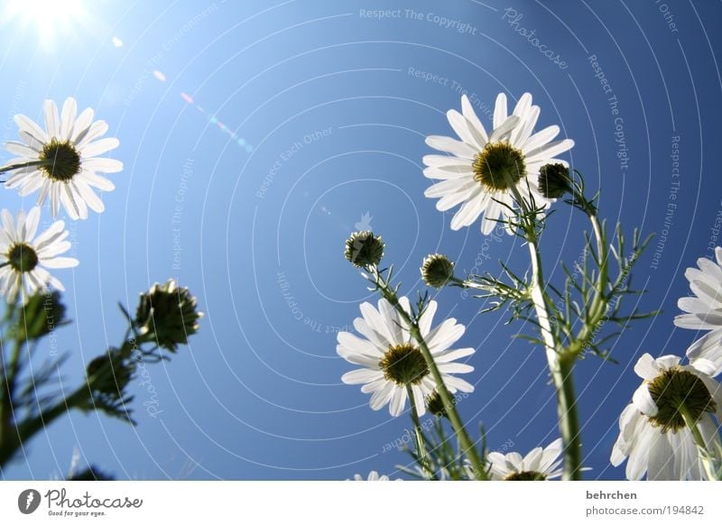 summertime Summer Sun Environment Nature Plant Animal Cloudless sky Climate change Beautiful weather Flower Grass Meadow Field Blossoming Fragrance Blue Joy