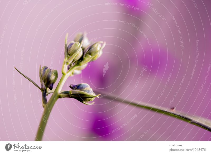 Beautiful Dahlia Flower Bud With Blurry Background Picture And HD