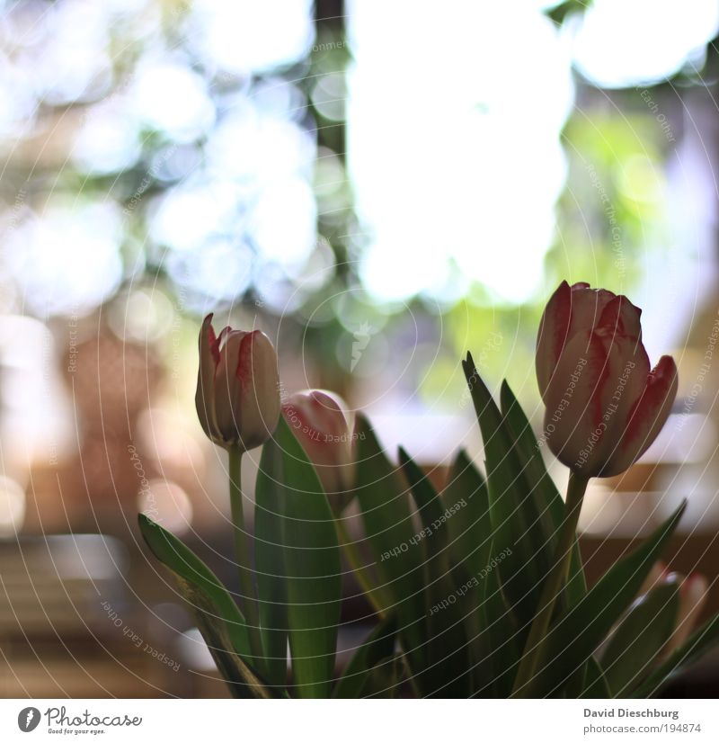 Light build your picture II Beautiful Decoration Spring Summer Plant Flower Tulip Leaf Blossom Green Pink Silver White Bouquet Bright Colour photo Interior shot