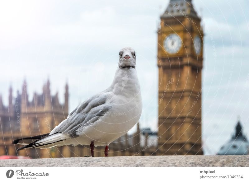 Seagull at Big Ben Vacation & Travel Tourism Trip City trip London England Europe Town Capital city Port City Downtown Palace Tower Manmade structures