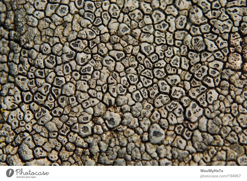 Lichen Style Design Nature Sun Exotic Rock Mountain Microwave Stone Old Cool (slang) Dark Authentic Fantastic Free Beautiful Uniqueness Small Modern Natural