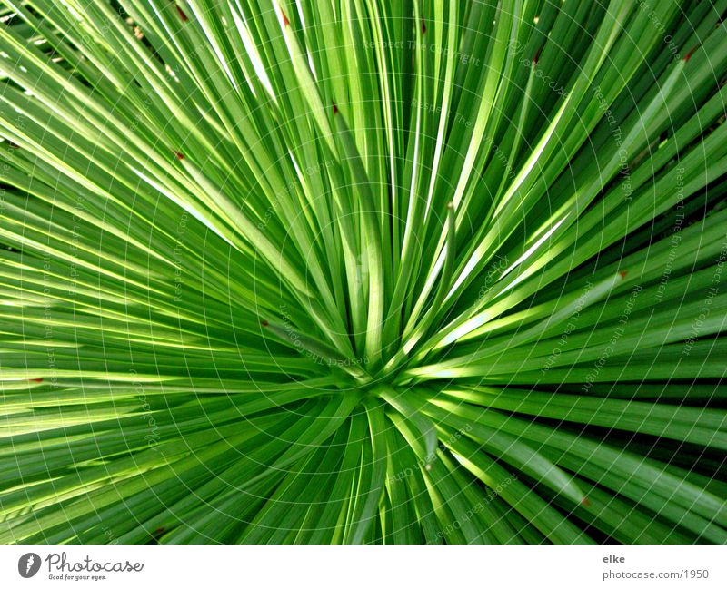 green and light Plant Cactus Green Botany Leaf