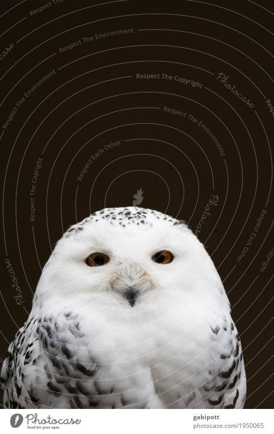 To the international "Love your Pet day" Animal Animal face Zoo Owl birds Snowy owl Natural Curiosity Black White Love of animals Contentment Happy Identity