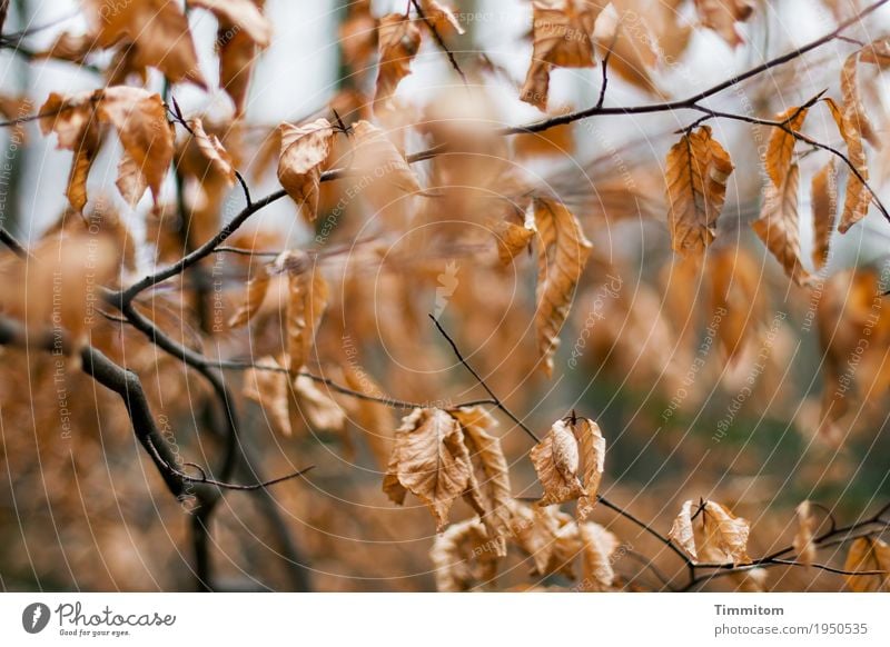 Autumn (2/2). Environment Nature Plant Winter Tree Beech tree Forest Esthetic Natural Dry Brown Black Transience Branch Leaf Autumn leaves Colour photo