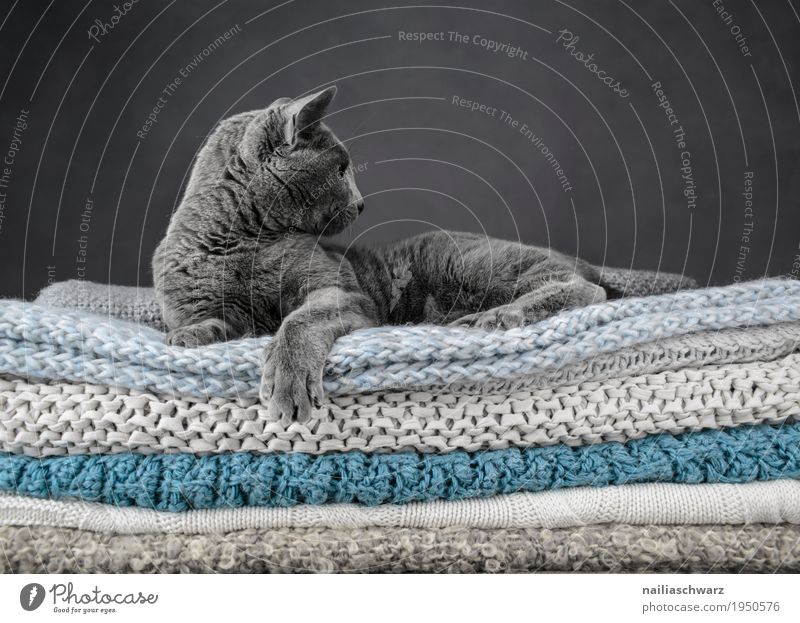 Russian Blue Cat Elegant Relaxation Animal Pet russian blue 1 Blanket knitted blanket Bed Observe Lie Looking Dream Cool (slang) Brash Beautiful Self-confident
