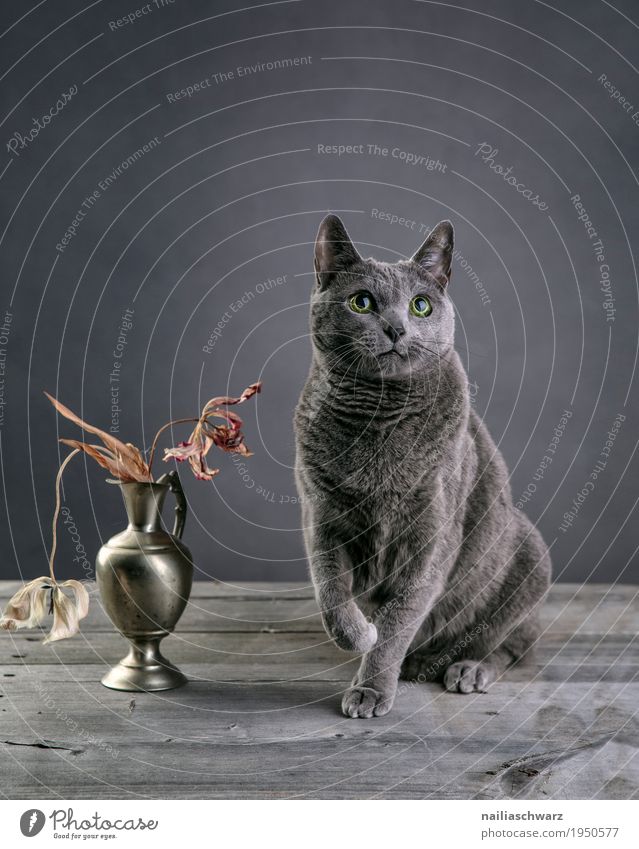 Russian Blue Cat Elegant Relaxation Animal Pet Animal face russian blue 1 Vase Containers and vessels Bouquet Tulip Wooden table Observe Looking Sit Wait