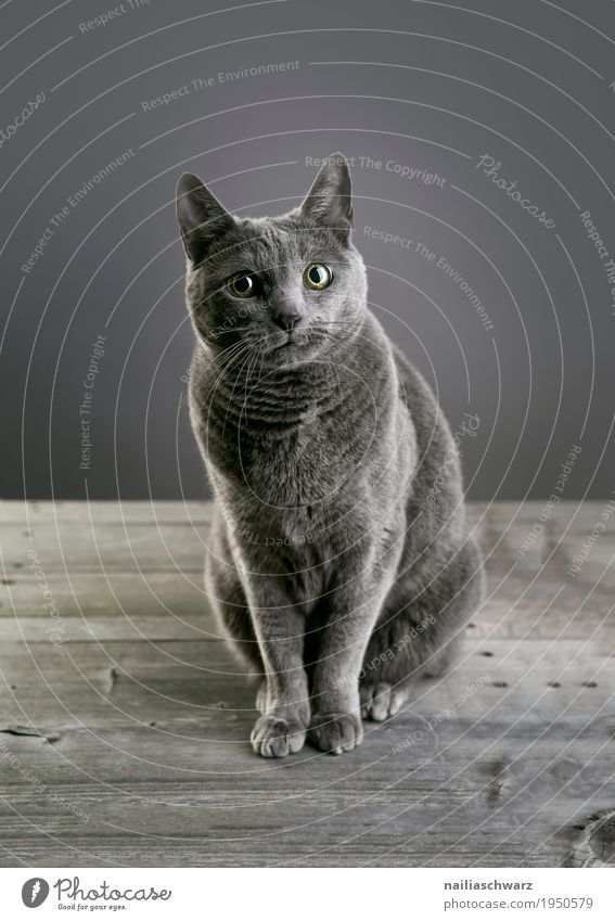 Russian Blue Cat Elegant Relaxation Animal Pet russian blue 1 Table Wooden table Observe Discover Looking Sit Friendliness Curiosity Cute Beautiful Gray