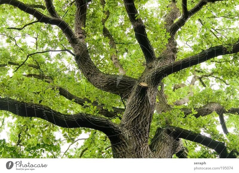 Old Oak Tree leaf leaves drink crown of tree forest crust wood Branch Branchage Environmental protection green lung bark age old giant Atmosphere Labyrinth