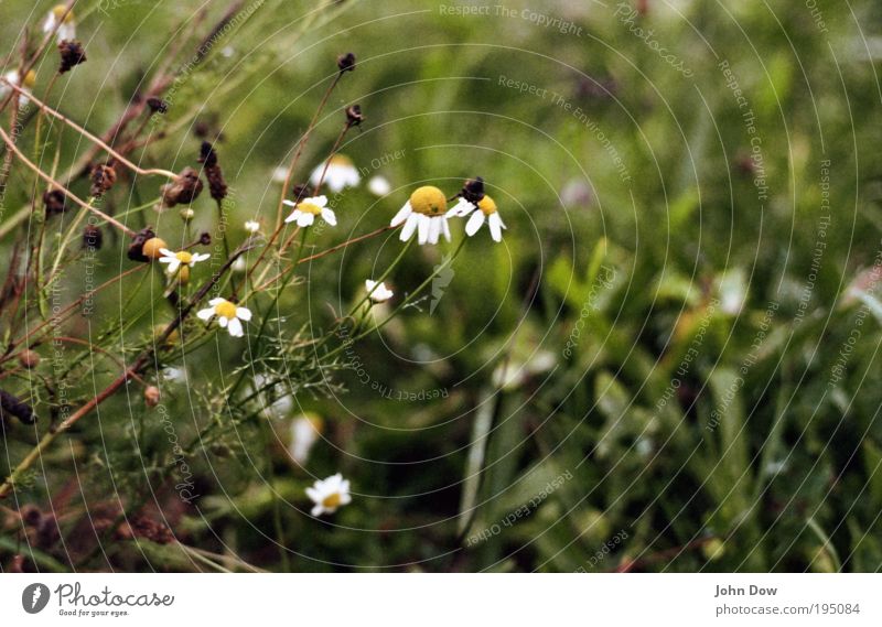 In the moor Nature Bad weather Plant Flower Grass Bushes Wet Gloomy Green Modest Distress End Apocalyptic sentiment Decline Transience Storm Faded Bog Sadness