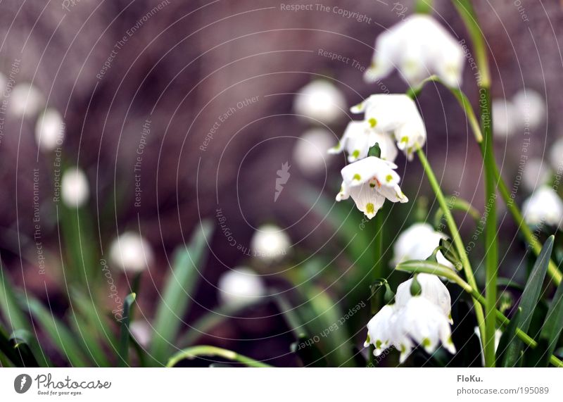 March mug Environment Nature Plant Spring Flower Leaf Blossom Beautiful Green White Happy Happiness Spring fever Anticipation Spring snowflake Spring flower