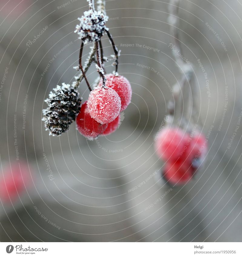 Frosty fruits Environment Nature Plant Winter Ice Bushes Fruit Berries Cone Forest Freeze Hang Esthetic Uniqueness Small Natural Brown Gray Red White Life