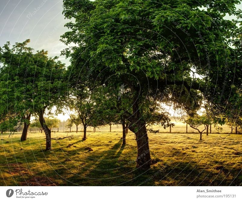 old orchard Nature Landscape Tree Garden Yellow Green Fruit garden Apple tree Fruit trees Fuit growing Dawn HDR Back-light Shadow Morning Summer Colour photo
