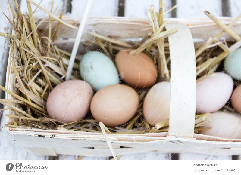 found eggs Egg Easter Barn fowl Basket Find Search Healthy Eating Dish Organic produce Free-roaming Country life Straw