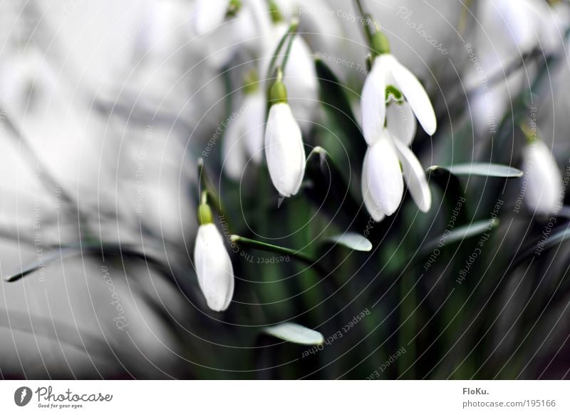 Snowdrops II Environment Nature Plant Spring Flower Leaf Blossom Esthetic Beautiful Cold Natural Gray Green White Spring fever Anticipation Spring flower