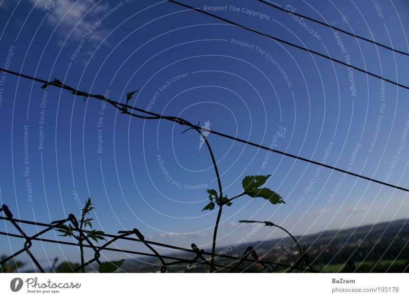 Vine tendril at the fence Environment Nature Landscape Sky Clouds Plant Horizon Vineyard Colour photo Exterior shot Deserted Day Contrast Sunlight