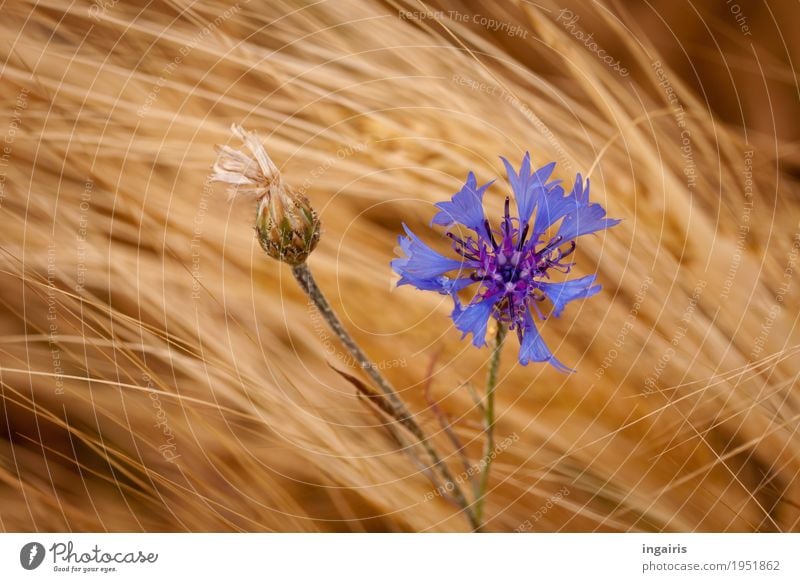 blue Nature Landscape Plant Wind Flower Agricultural crop Grain Grain field Cornflower Field Movement Stand Faded Growth Natural Blue Yellow Gold Violet Life