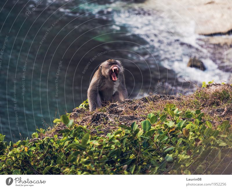 Angry Monkey Trip Adventure Far-off places Freedom Expedition Summer Ocean Island Waves Hiking Nature Landscape Water Beautiful weather Hill Rock Coast Bay Bali