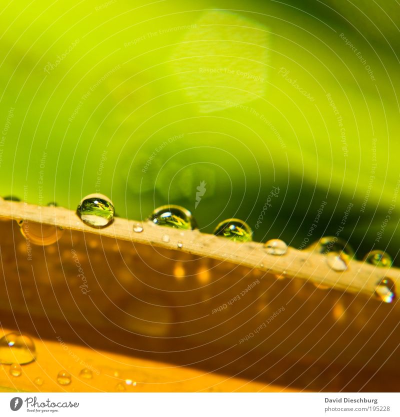 Morning dew in spring Elegant Life Nature Plant Drops of water Spring Summer Rain Leaf Yellow Green Dew Glittering Fresh Wet Damp Round Colour photo Close-up