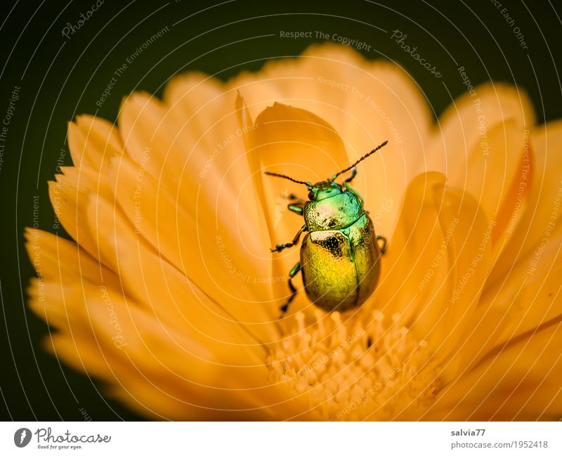 golden Environment Nature Plant Animal Summer Flower Blossom Agricultural crop Marigold Garden Beetle Insect 1 Blossoming Fragrance Crawl Esthetic Glittering