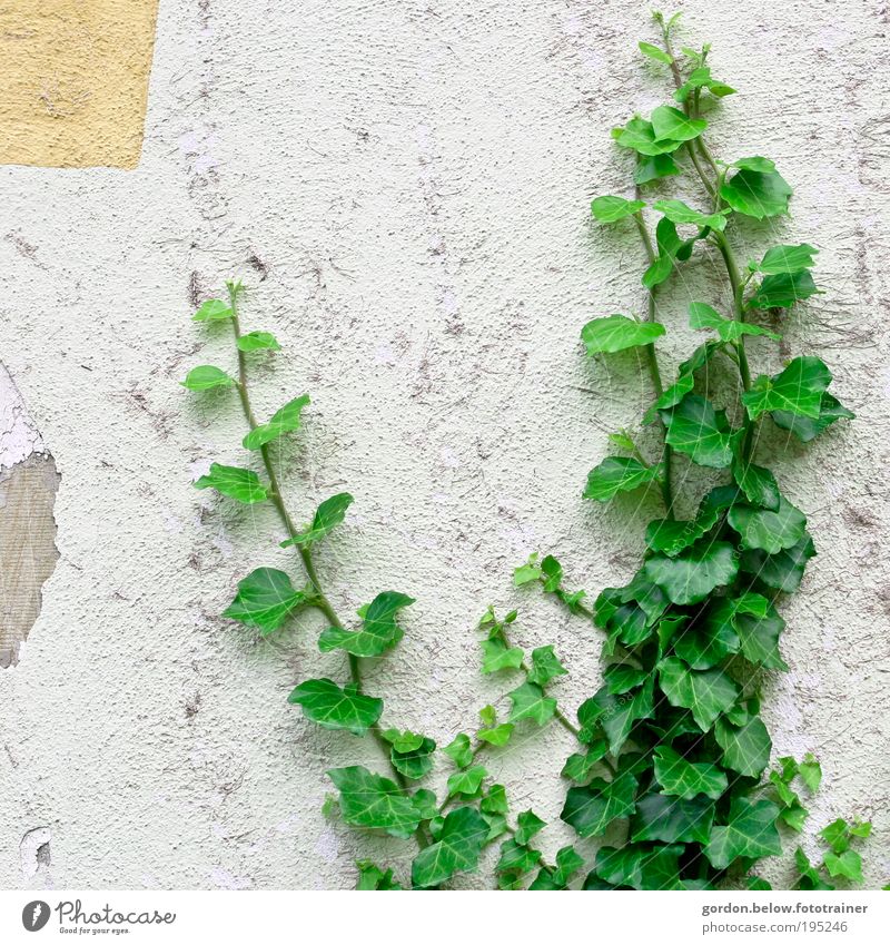 Nature is back Plant Bushes Ivy Leaf Foliage plant Wild plant Ruin Wall (barrier) Wall (building) Colour photo Subdued colour Exterior shot Deserted