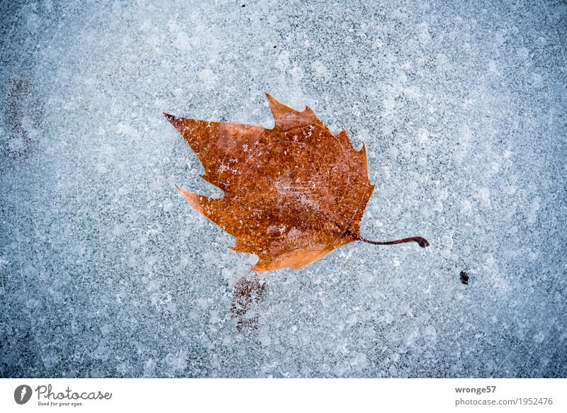 Ice Age | Time Capsule I Nature Winter Leaf Pond Lake Cold Brown Gray White Frost Frozen Enclosed Landscape format Central perspective Exterior shot Close-up