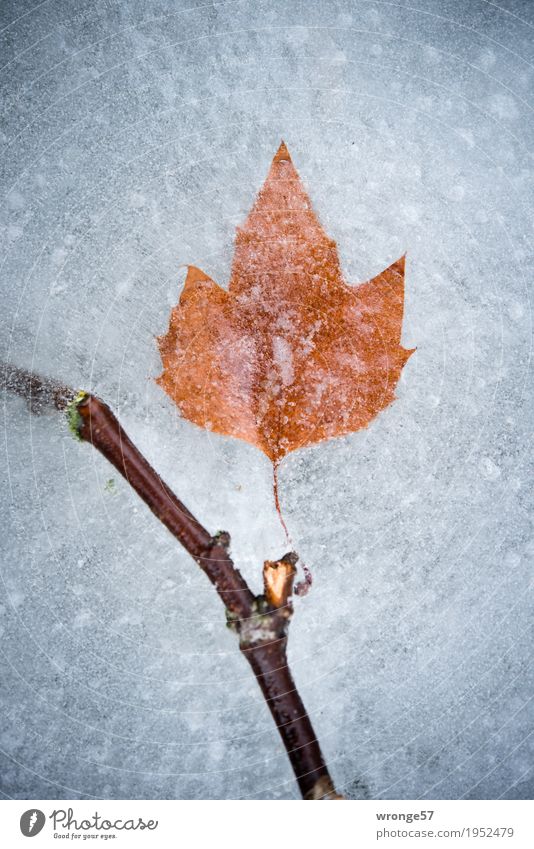 Ice Age | Time capsule II Nature Winter Leaf Pond Lake Cold Brown Gray White Frost Twigs and branches Portrait format Central perspective Colour photo