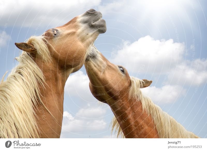 Two little horses in the spring sun. Animal Pet Farm animal Horse Pelt 2 Herd Pair of animals Free Happiness Happy Infinity Cute Blue Brown Joy Contentment