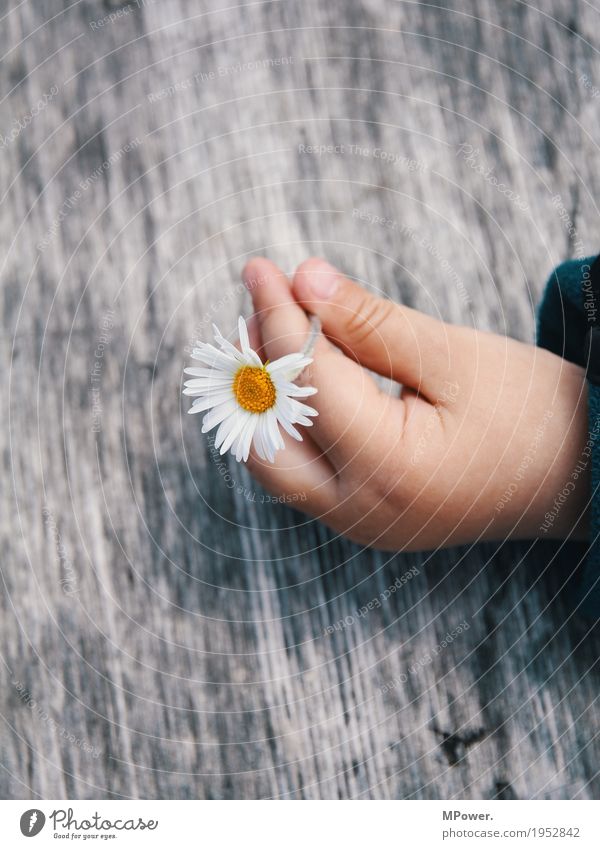 child pleasures Child Toddler Hand 1 Human being Plant Flower Beautiful Daisy Thumb Children`s hand Wooden table Gray Spring Spring flower Pick Leaf