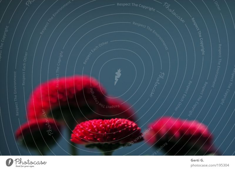 breadlau Spring Spring flowering plant Flower Blossom Daisy Red Blue Copy Space Shallow depth of field Soft Delicate Calm Peaceful Two-tone Moody Emotions