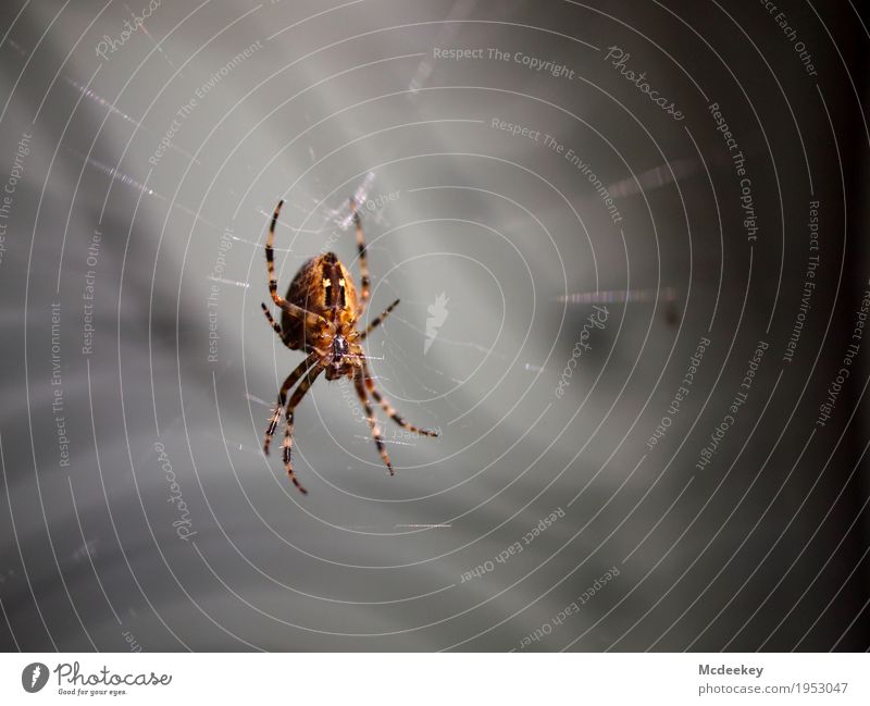 Going online Nature Animal Summer Farm animal Wild animal Spider Legs Parts of body Cross spider Spider's web Spider legs 1 Catch To hold on Crouch Hunting Wait