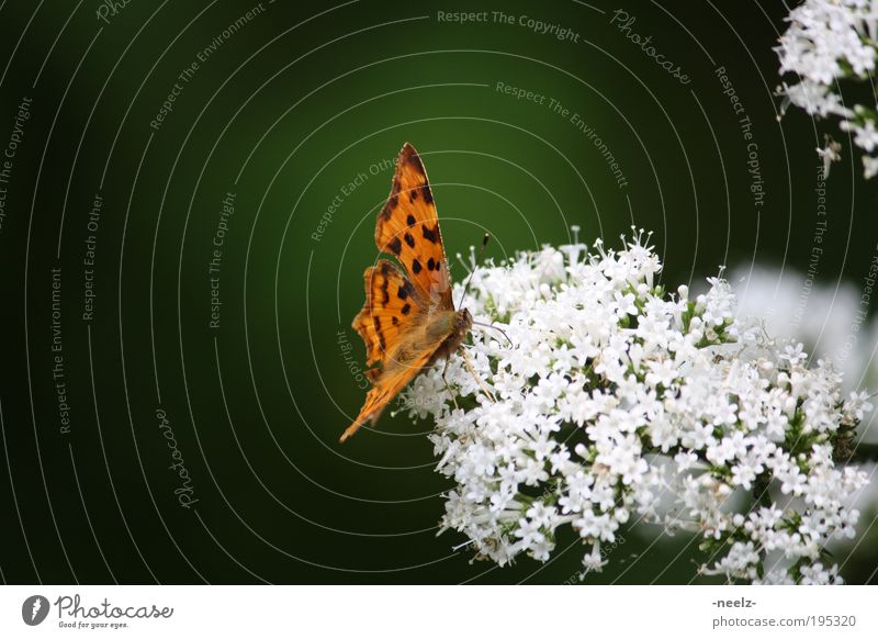 Butterfly on blossom Environment Nature Plant Animal Spring Flower Blossom Meadow 1 Esthetic Curiosity Green Spring fever Fragrance Colour photo Exterior shot