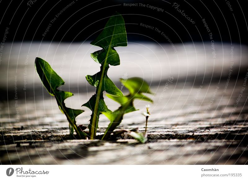 Make way, I'm coming! Environment Nature Plant Spring Leaf Foliage plant Wild plant Might Brave Truth Colour photo Exterior shot Close-up Detail