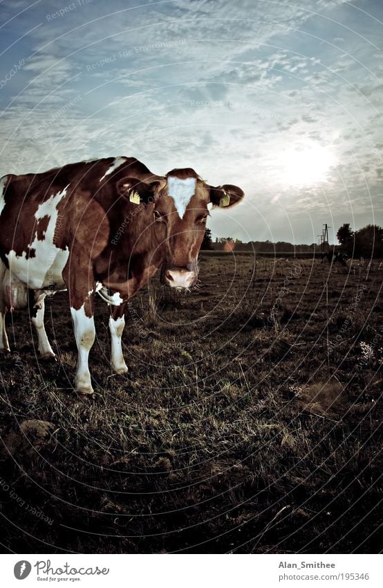 eyeball to eyeball Nature Animal Sun Sunlight Beautiful weather Grass Meadow Field Cow 1 Observe Looking Stand Brown Idyll Back-light Dairy cow Dappled Gaze