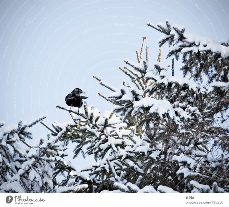 bye winter time...hello summer time Environment Nature Landscape Plant Animal Winter Beautiful weather Snow Tree Wild animal Bird Crow 1 Freeze Colour photo