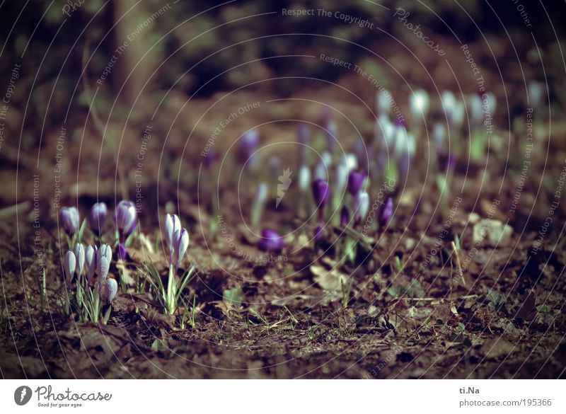 my first crocus picture Environment Nature Landscape Animal Earth Spring Climate Beautiful weather Plant Flower Crocus Garden Blossoming Growth Natural Original