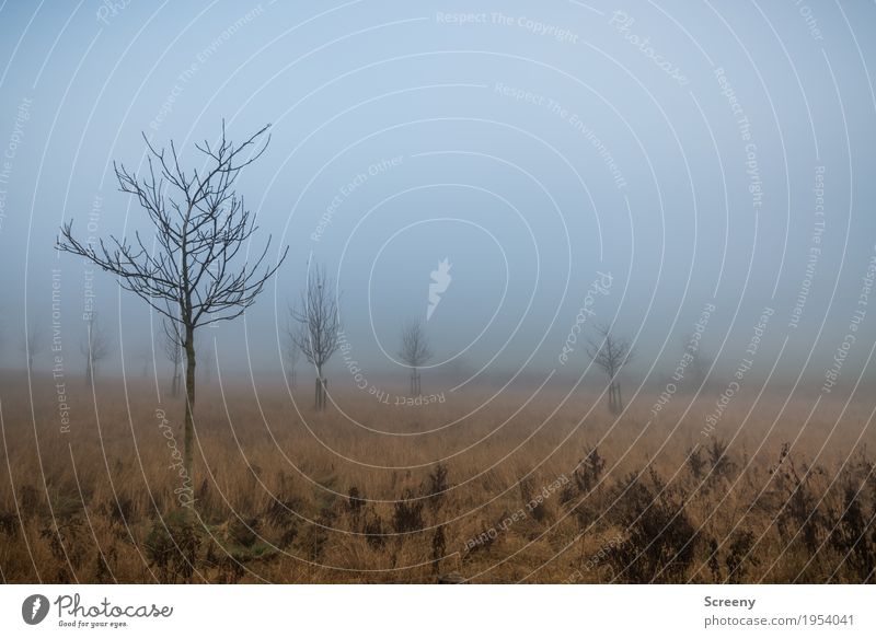 Foggy prospects Environment Nature Landscape Plant Autumn Tree Grass Bushes Meadow Field Calm Colour photo Exterior shot Deserted Day Light (Natural Phenomenon)